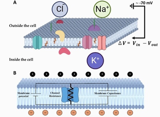 From Resting Potential to Dynamics {faces}