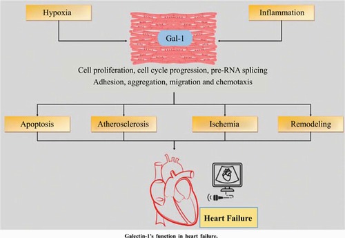 درک نقش گالکتین-1 در نارسایی قلبی